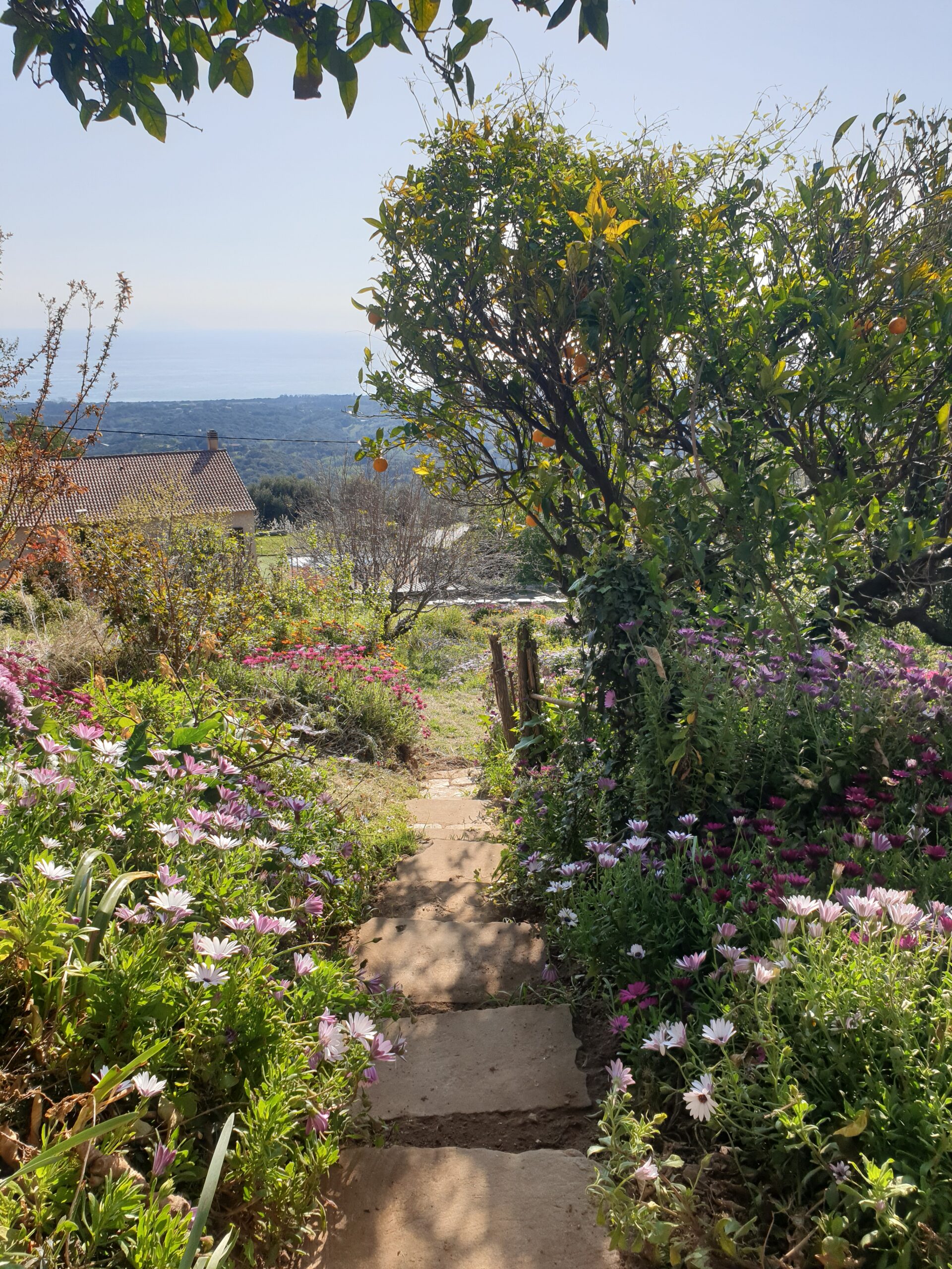 Jardin 5 Scaled